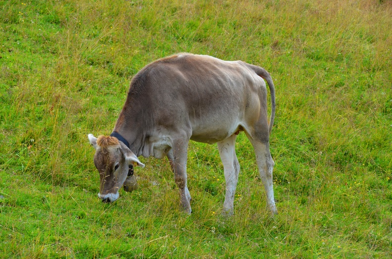 Montafon_Schruns_2018_08_0033.jpg